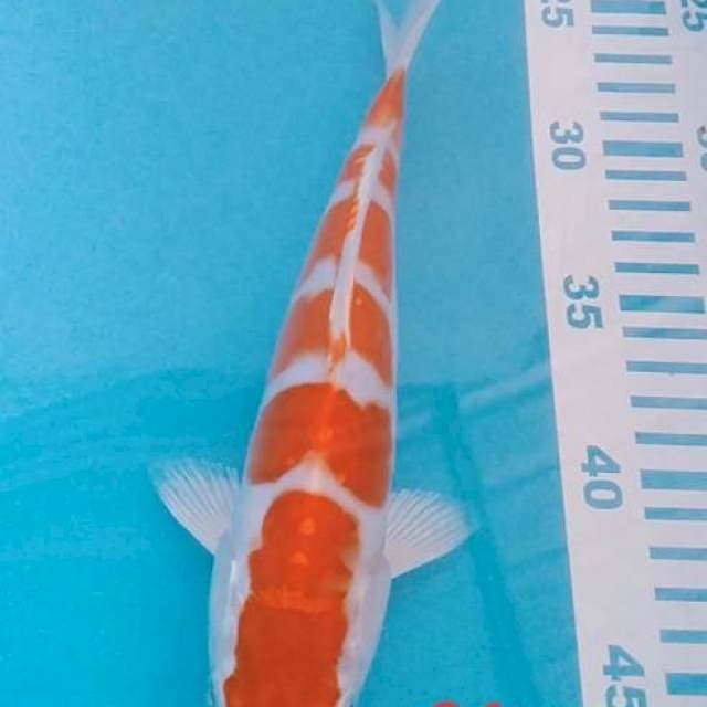 Kikusui 26cm 6step