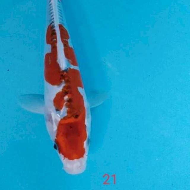 Kojaku 21cm