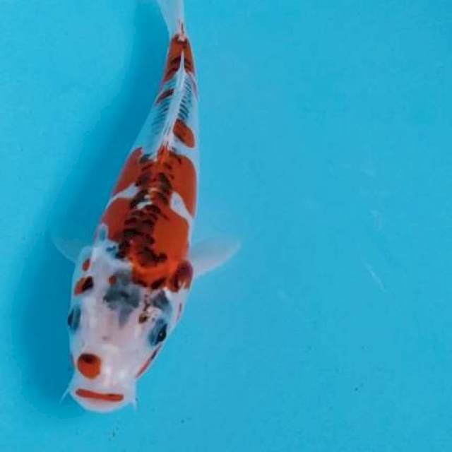 Kojaku 20cm