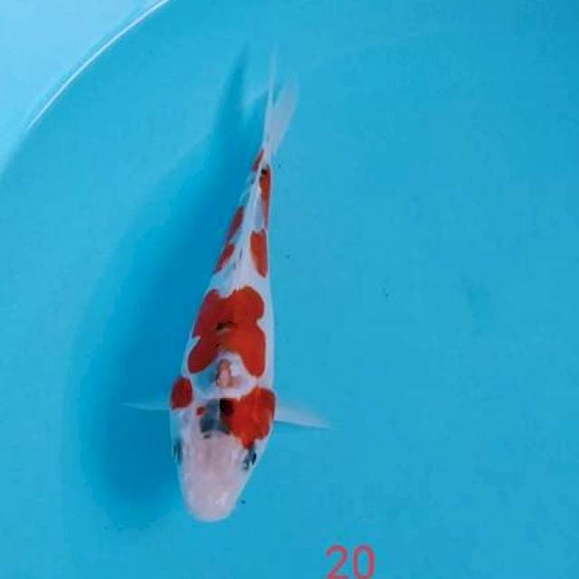 KOJAKU 20cm