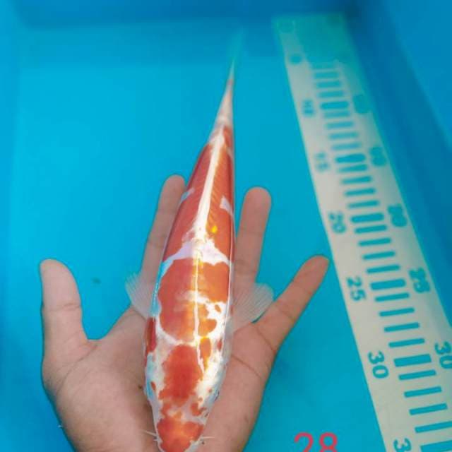 Kikusui 28cm