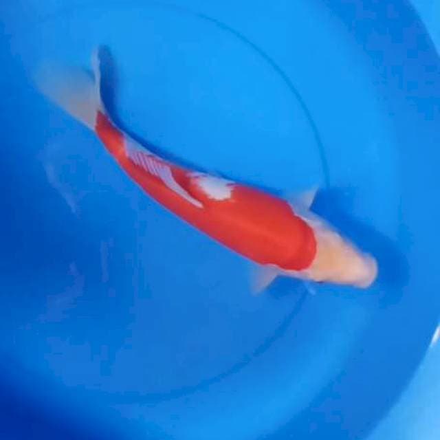 Kohaku