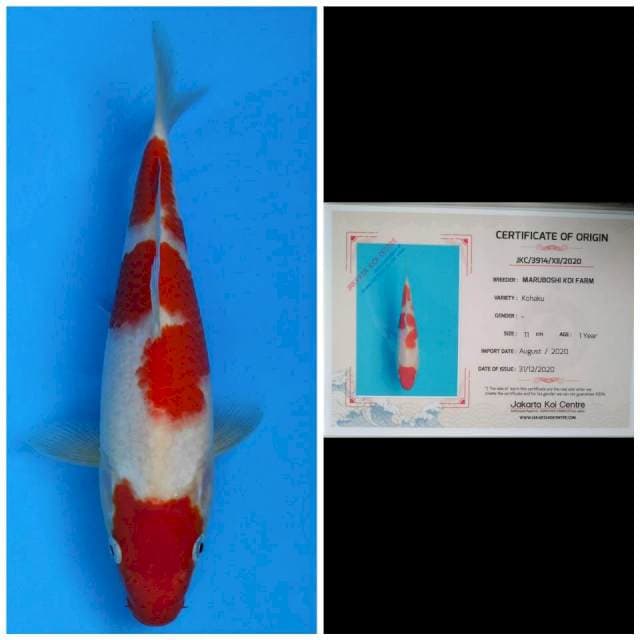 Maruboshi Kohaku