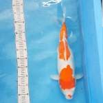 kohaku doitsu jumbo