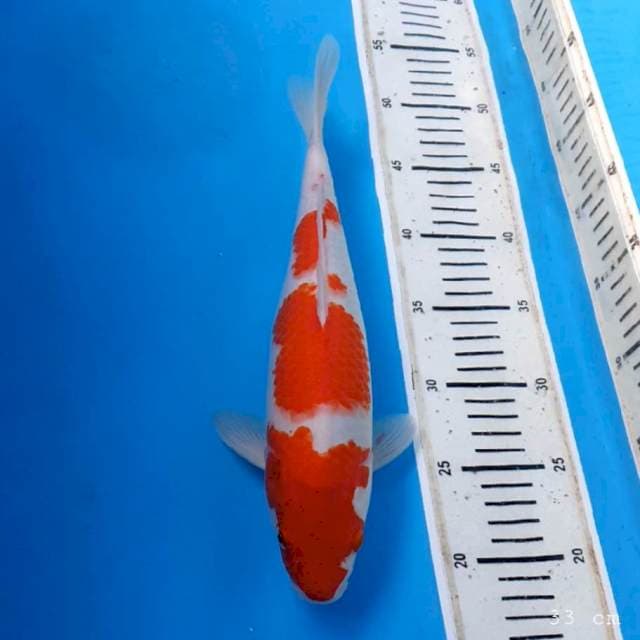Kohaku original 