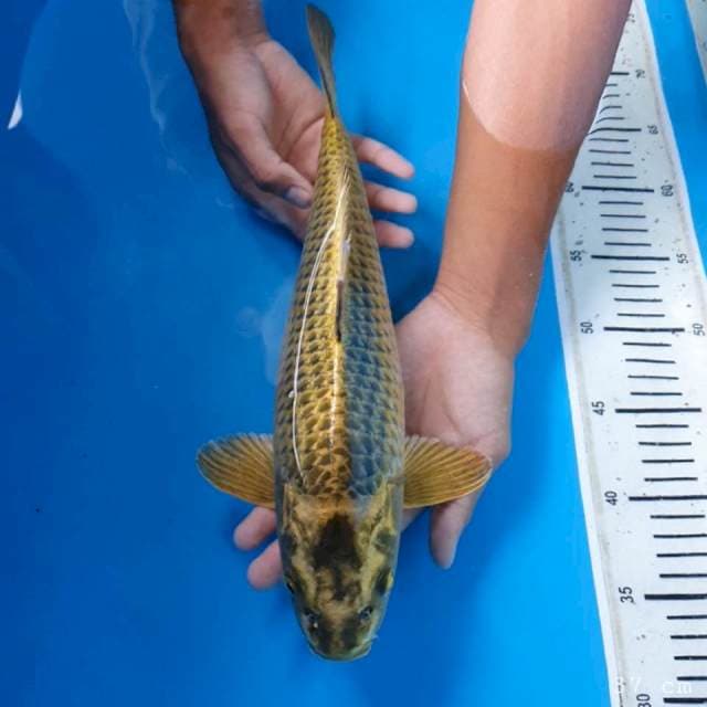 Mukasi ogon