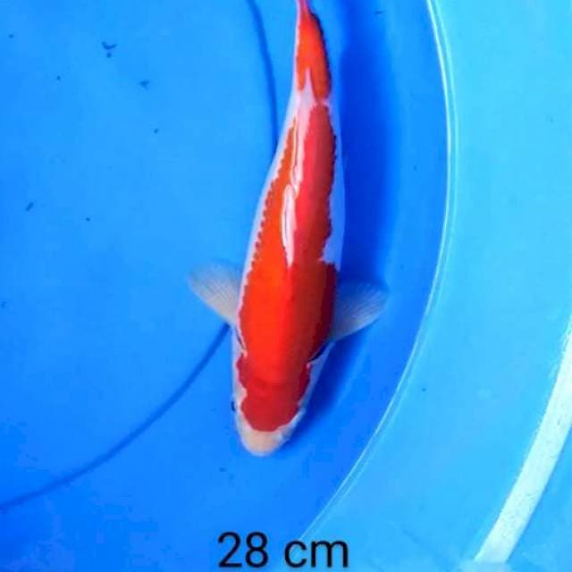 Kohaku pedas 28 cm