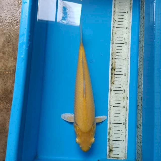 Karashi mata merah calon jumbo 39cm 