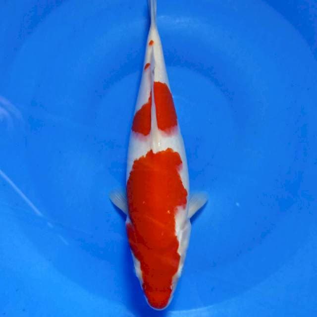 Kohaku 29cm