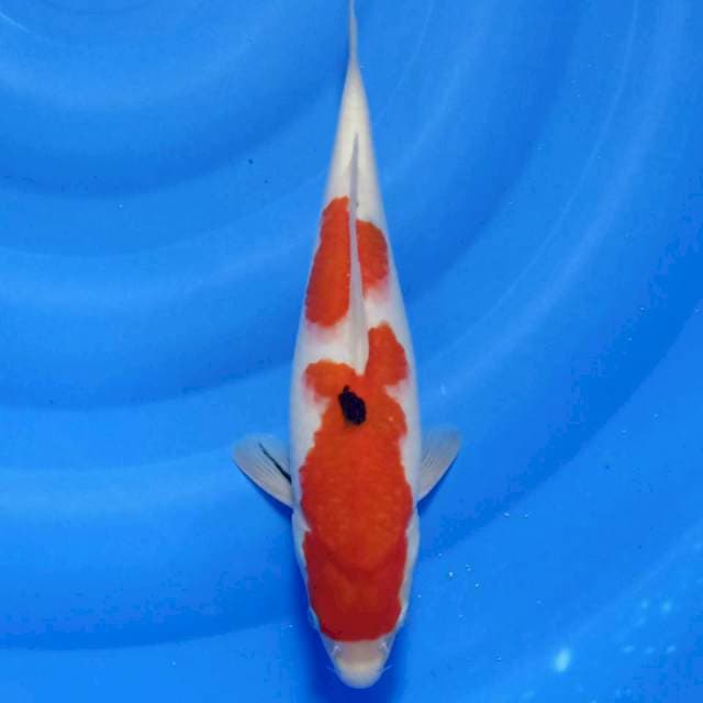 Sanke 31cm