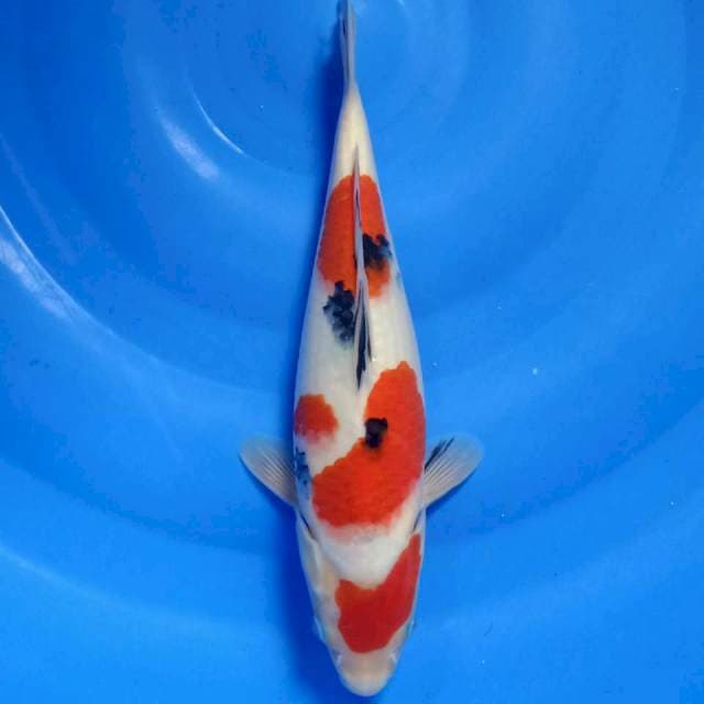 Maruten sanke 30cm