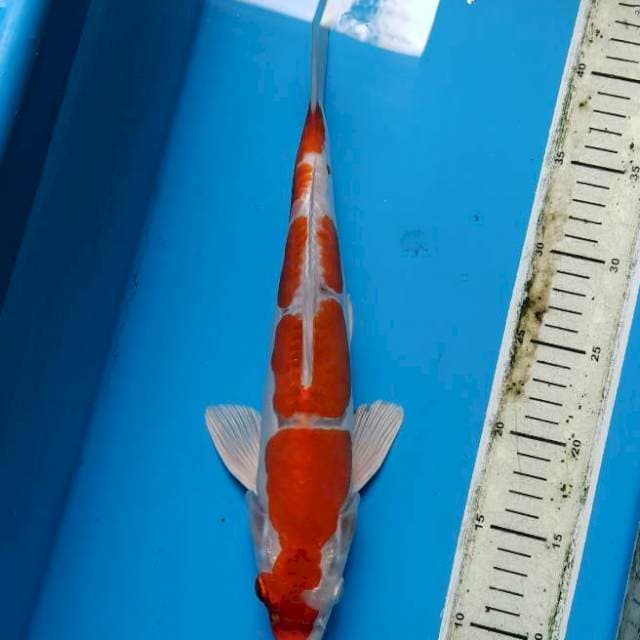 Kikushui 35cm cutting 