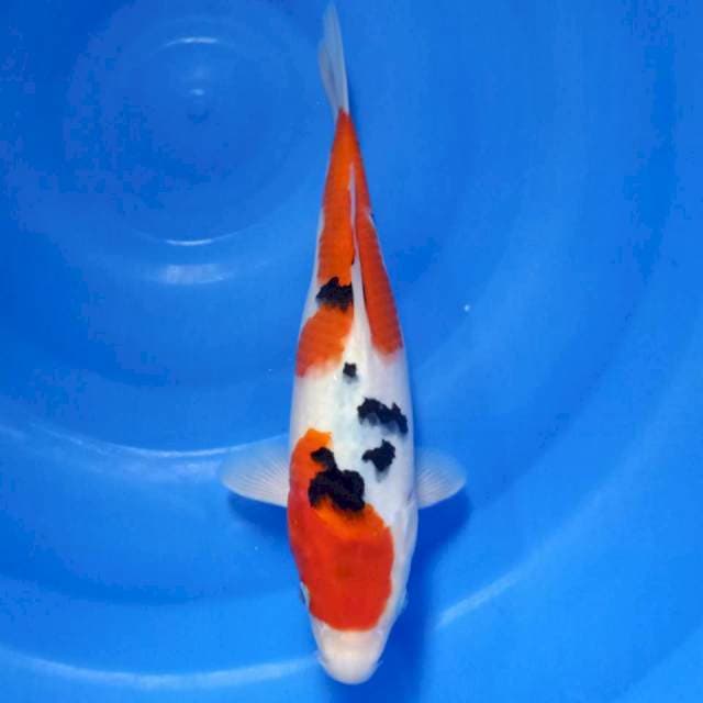 Sanke 30cm