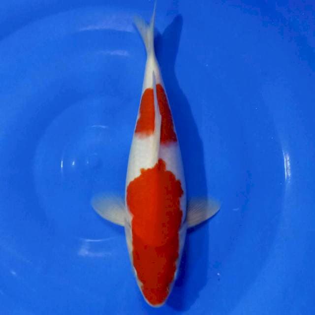 Kohaku 26cm