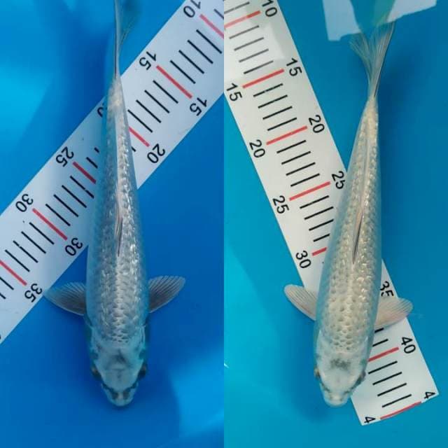 mukasi ginrin 30&32 cm