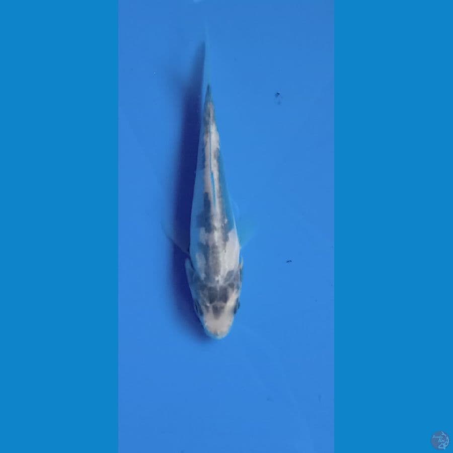 shiro tategoi 10cm