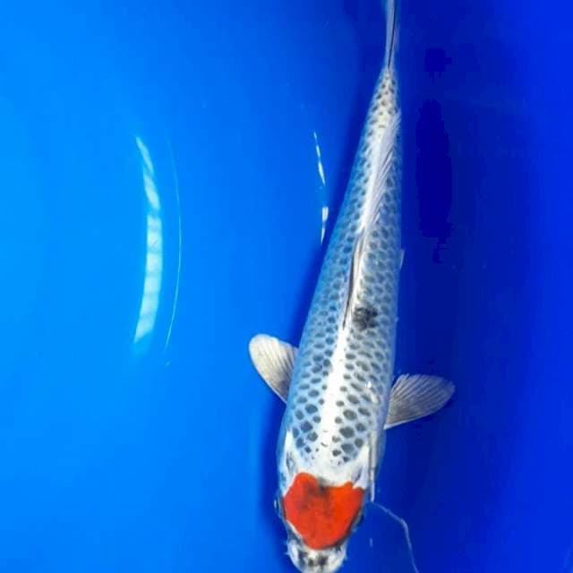 Tc.kujaku ori 25cm