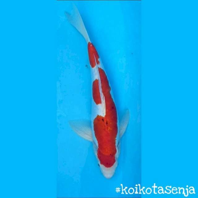Kohaku