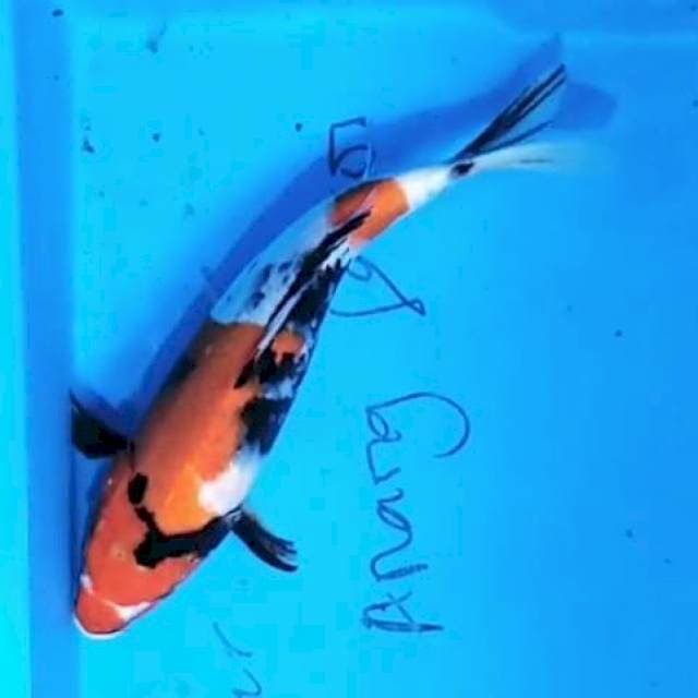 Showa 30cm