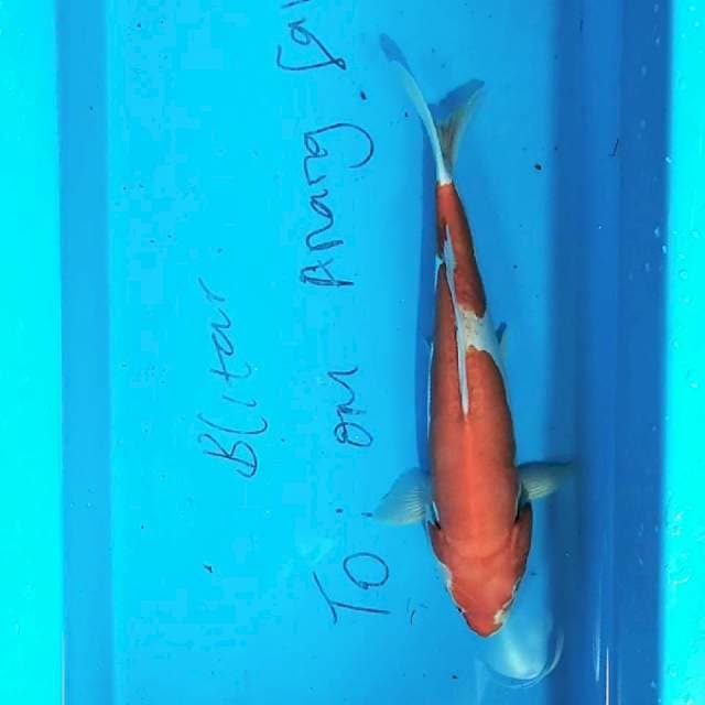 Kohaku Doit 32cm
