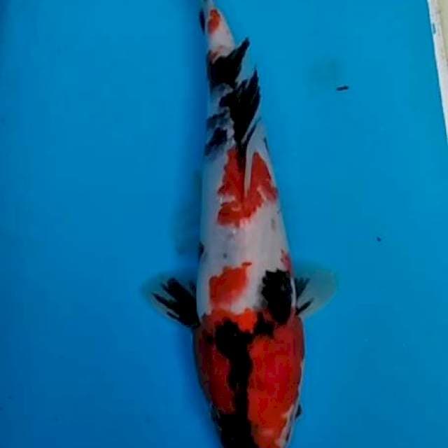 Showa joss 25 cm ob 000, posisi blitar