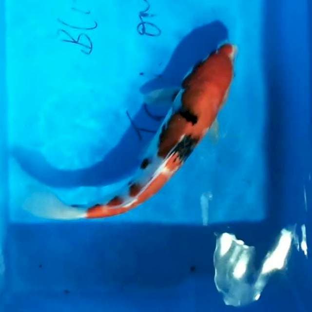 Showa 30 cm