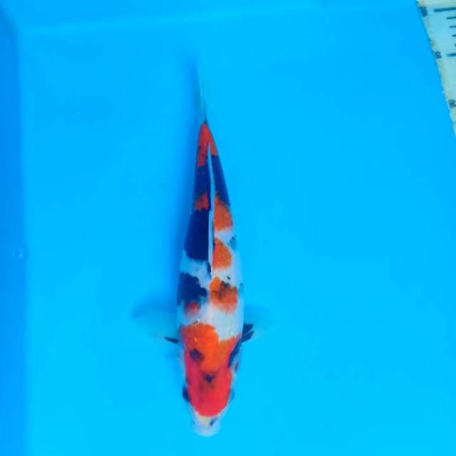 Showa