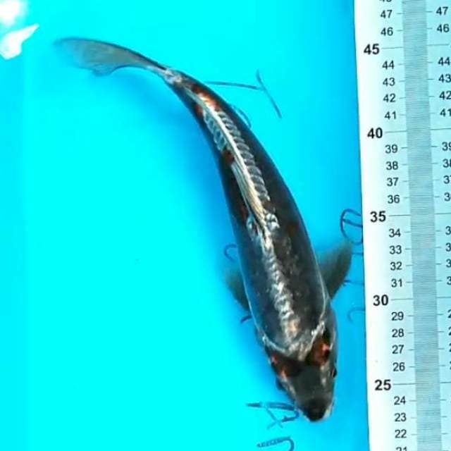 Kiko 28 cm