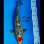 Jumbo Tancho 41 male