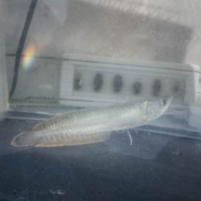 Arwana silver 20cm