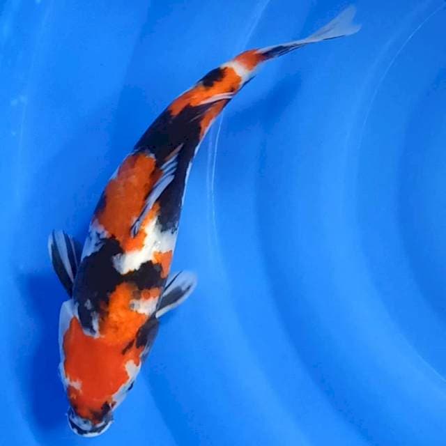 Showa FM 32cm