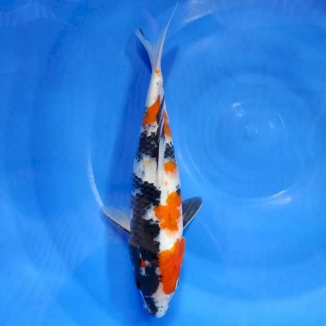 Showa 29cm