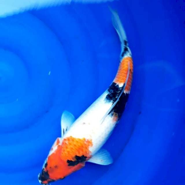 Sowa fimale 41cm