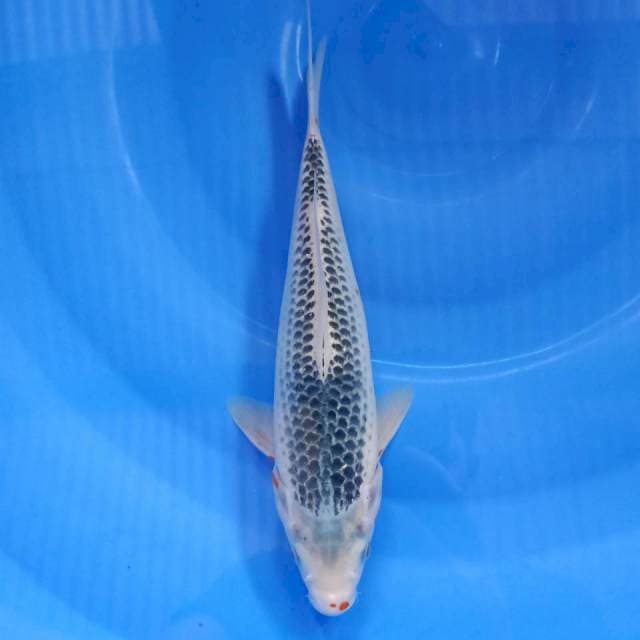 Asagi 28cm