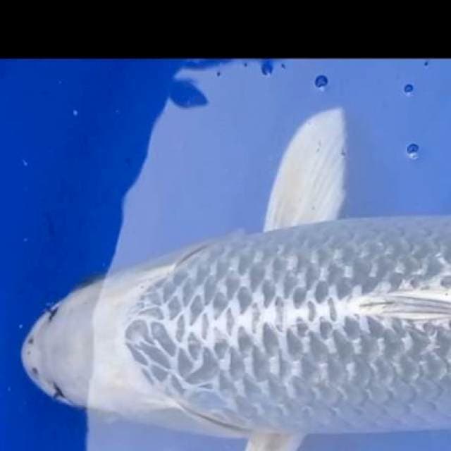 Jumbo Gin matsuba 50 cm