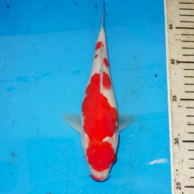 KOHAKU STRONG 23cm