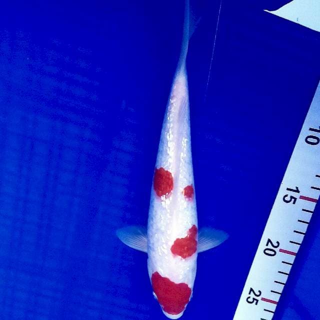 Kohaku ginrin 26cm