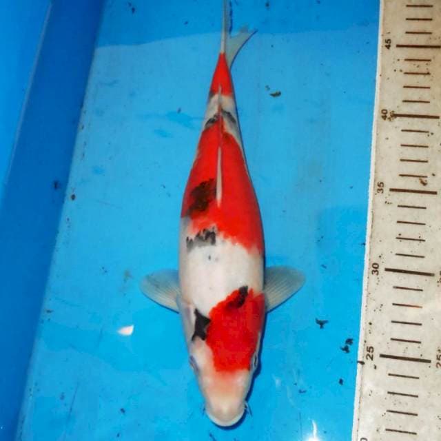 SANKE CALON BULKY 28cm