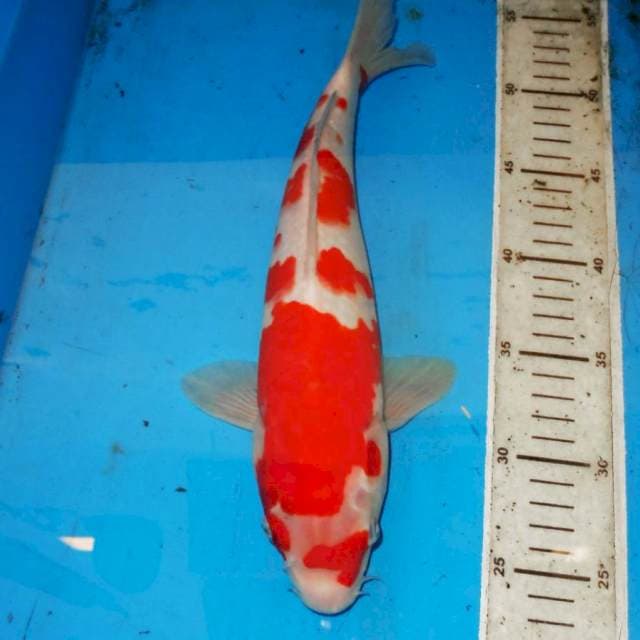 SAKURA KOHAKU 33cm