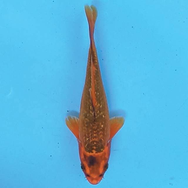 Aka Matsuba Ginrin 16 cm