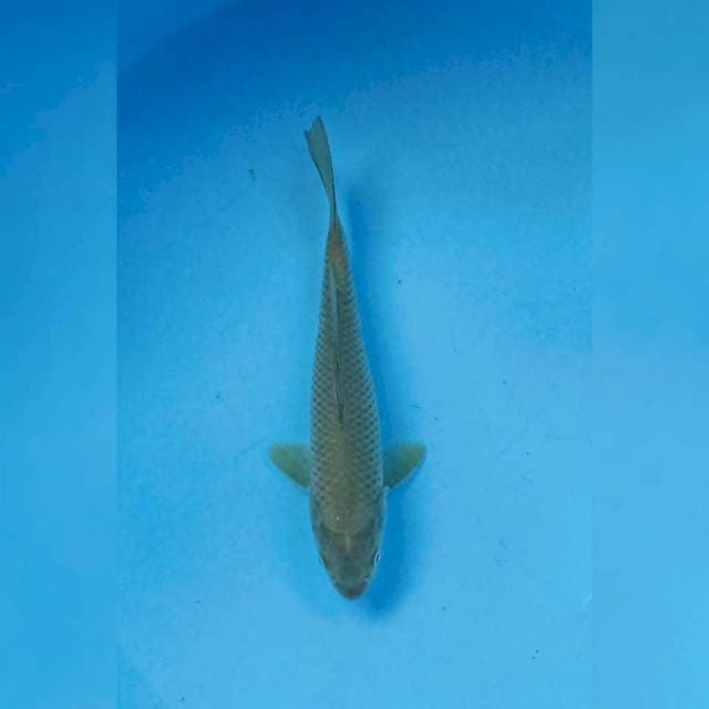 Midorigoi 21 cm