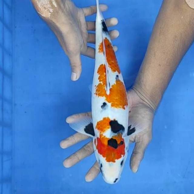 Showa 35cm