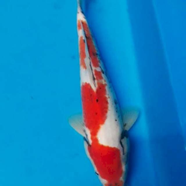Beni Matsukawabake 25 cm