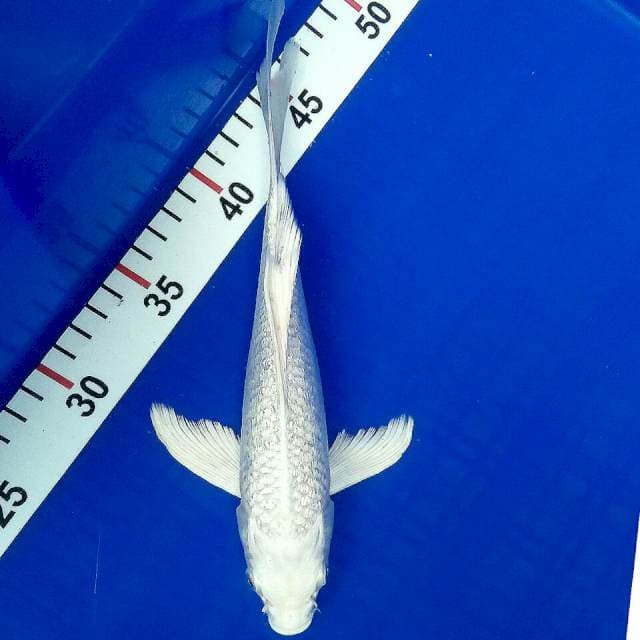 Plat-gin kumpay 25cm