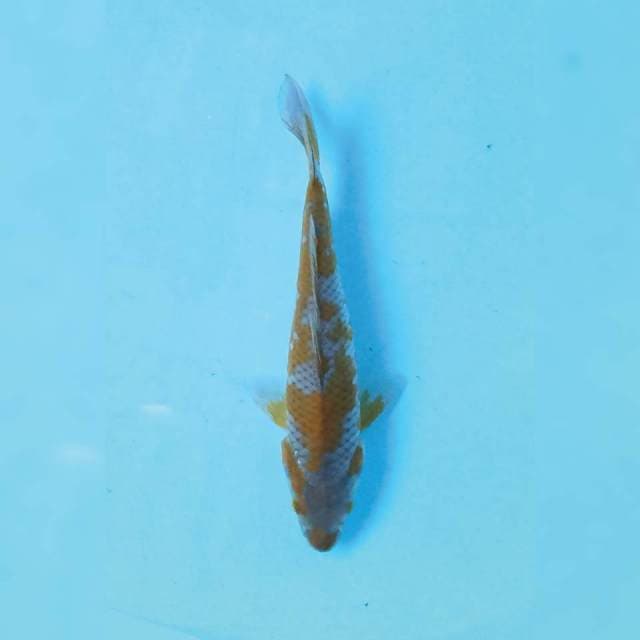 Ochiba 20 cm