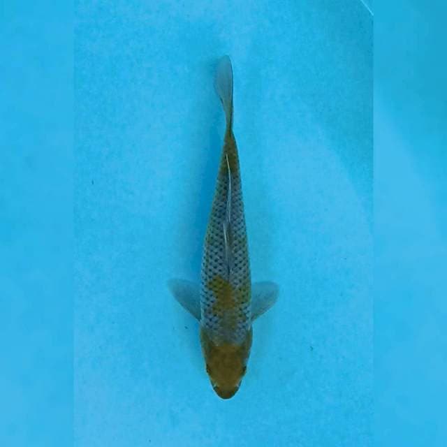 Ochiba 16 cm