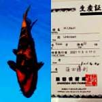 Hi Utsuri 27cm Shinoda Koi farm