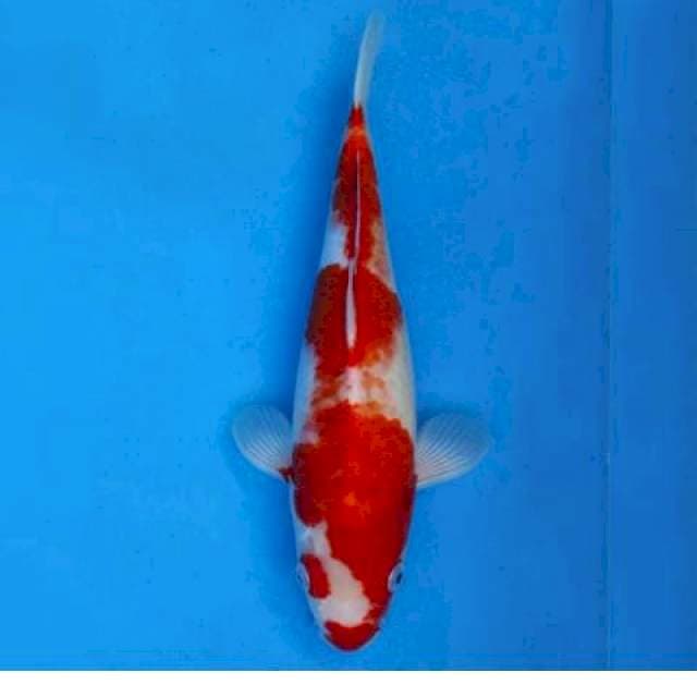 Ai Goromo 35cm Okawa Farm