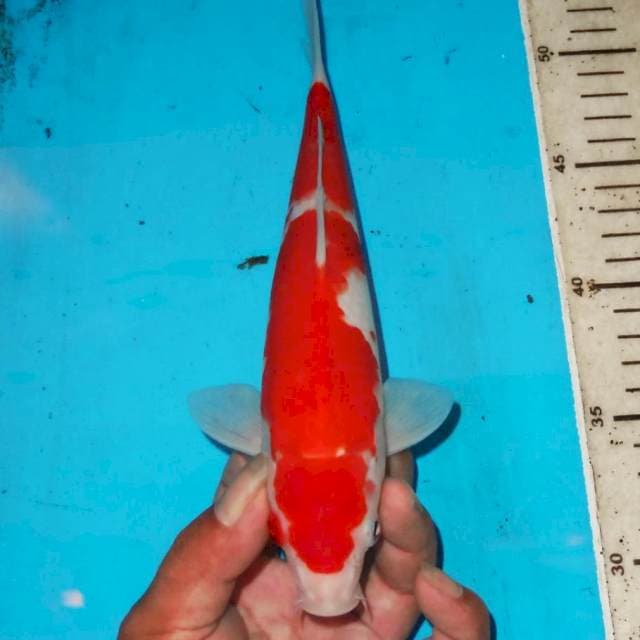 KOHAKU PEKAT