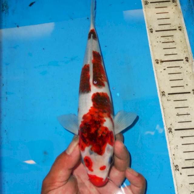 28cm KOROMO BAGUS